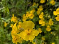 DSCN9055a