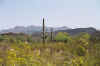 desertflowers01.jpg (104292 bytes)