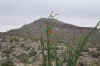 ocotillo01.jpg (121511 bytes)