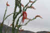 ocotillo02.jpg (99630 bytes)