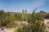 organpipescactus.jpg (165300 bytes)
