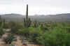 saguaro02.jpg (96718 bytes)