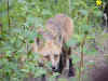 fox1.jpg (76366 bytes)