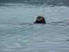 otter.jpg (36352 bytes)