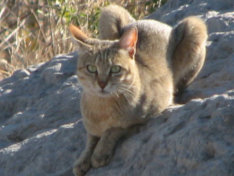 Lebala (36)