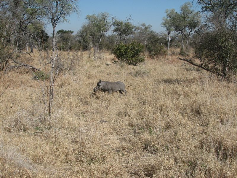 Lebala (56)