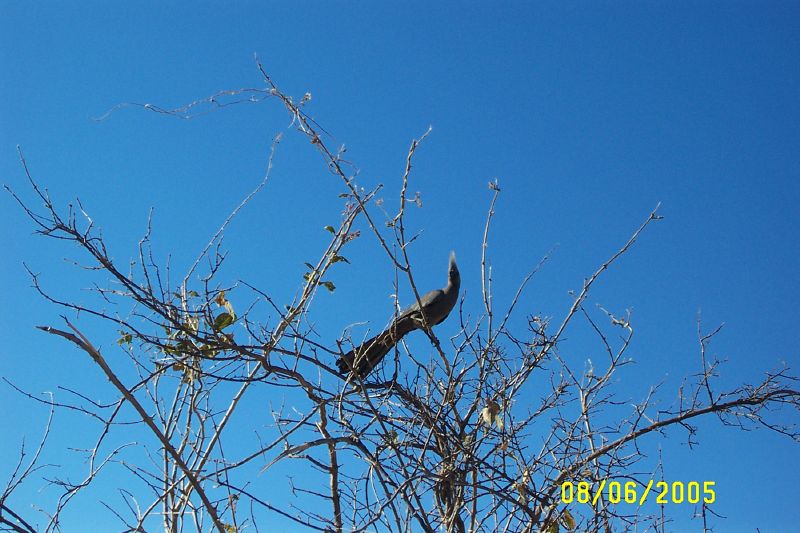 Muchenje (9)
