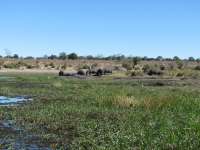 Muchenje (51)