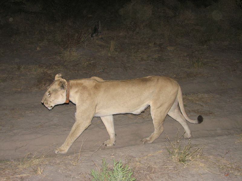 Nxabega (12)