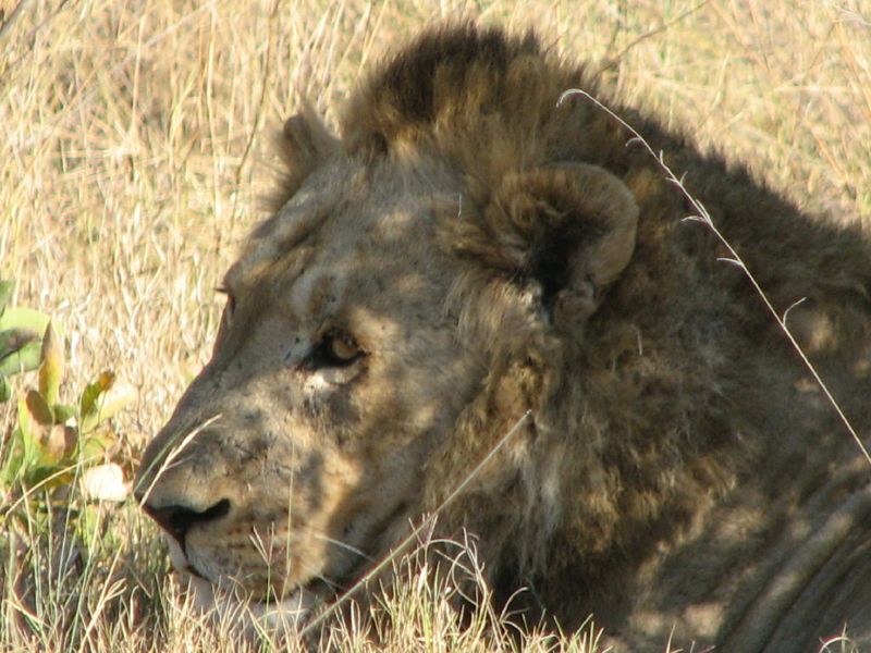 Nxabega (28)