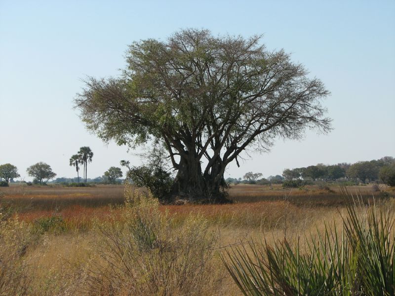 Nxabega (30)