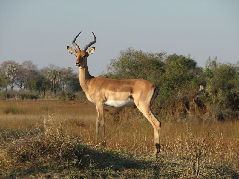 Nxabega (45)