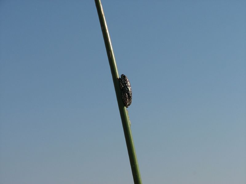 Nxabega (63)