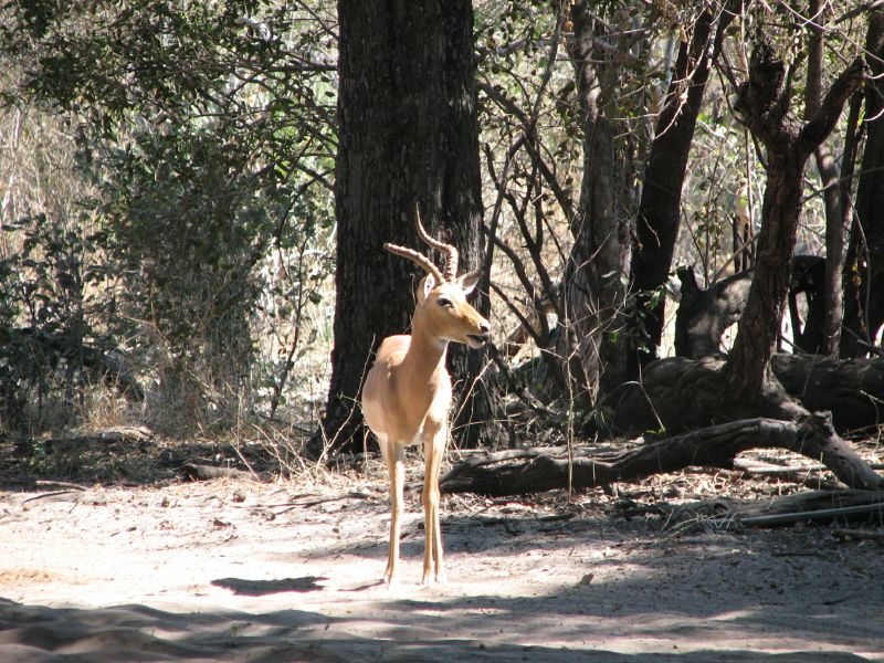 Nxabega (74)