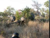 Nxabega (18)
