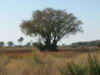 Nxabega (30)