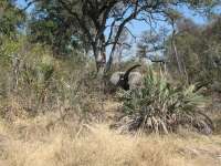 Nxabega (35)