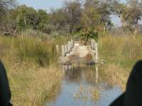 Nxabega (40)