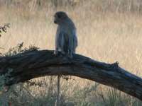Nxabega (41)