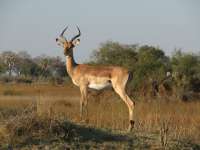 Nxabega (45)