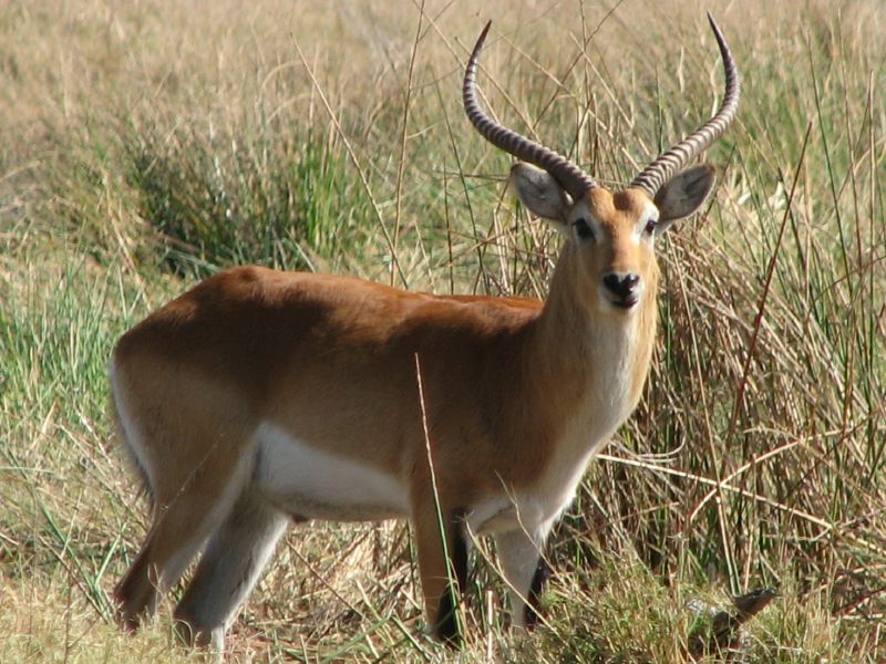 Xakanaxa (110)