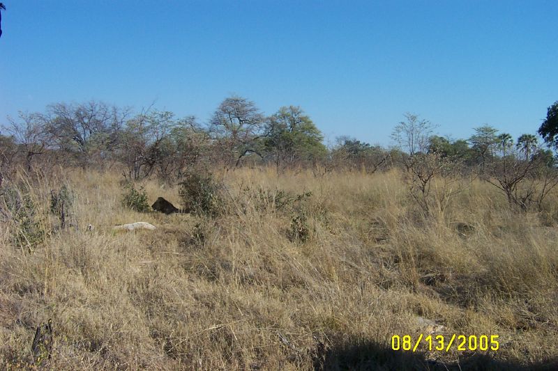 Xakanaxa (133)