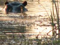 Xakanaxa (42)