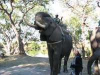 Victoria Falls-Zambi (55)