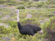 CapeTown-3-30