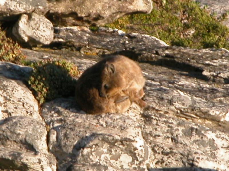CapeTown-1-15
