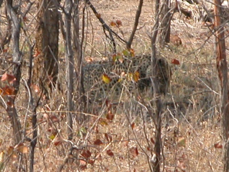 Kruger-1-04