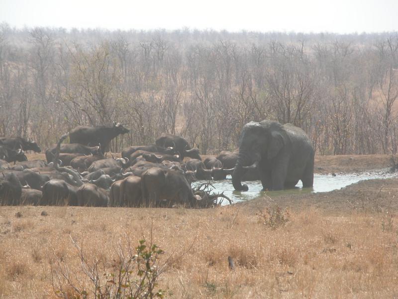 Kruger-1-21