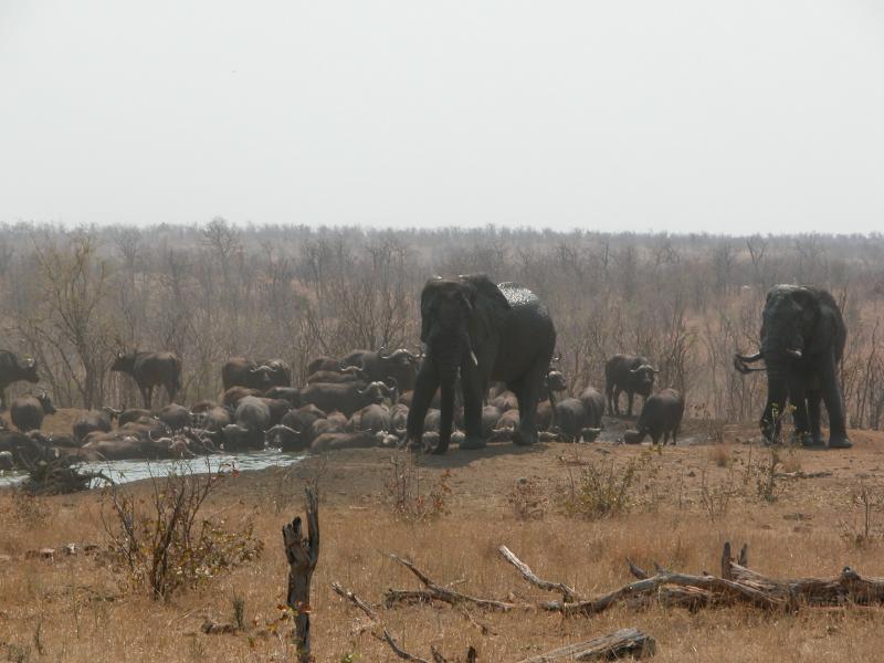 Kruger-1-23