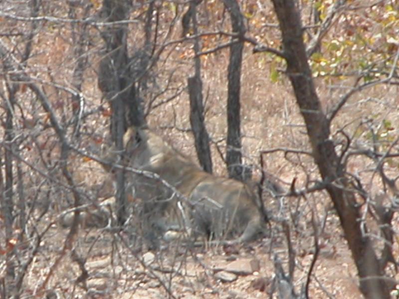 Kruger-1-29
