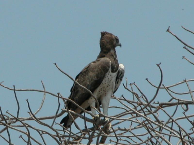 Kruger-1-30