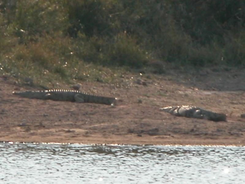 Kruger-1-39