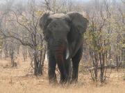 Kruger-1-27