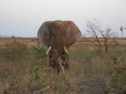 Kruger-1-51