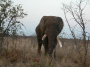 Kruger-1-53
