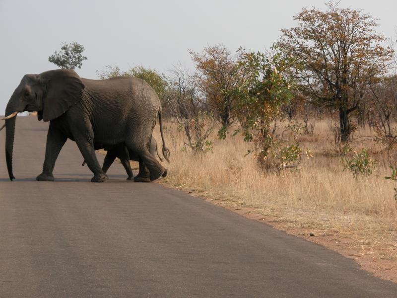 Kruger-2-05