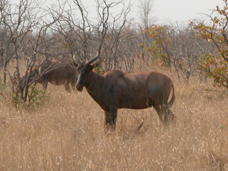 Kruger-2-06