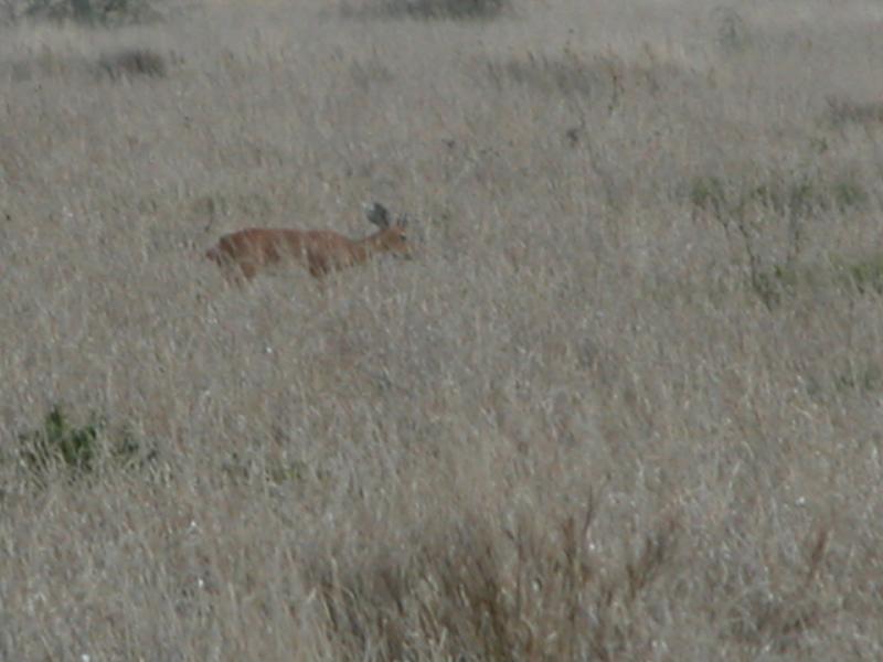 Kruger-2-07