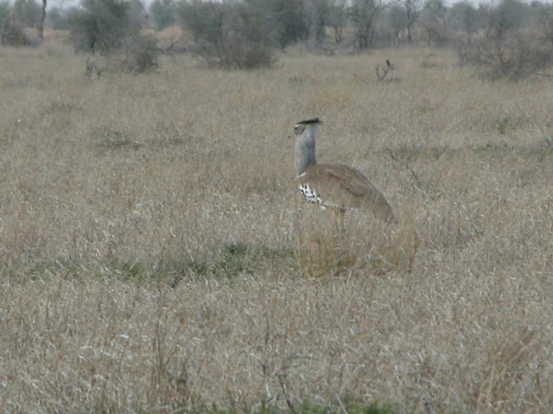 Kruger-2-08