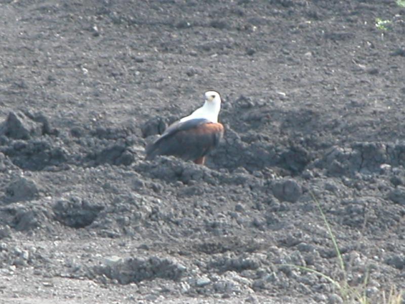 Kruger-2-11