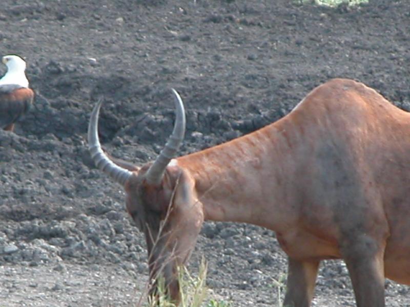 Kruger-2-12