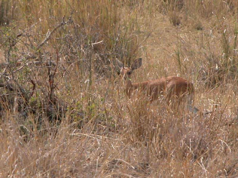 Kruger-2-13