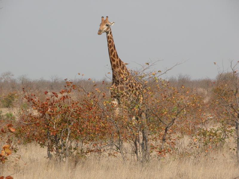 Kruger-2-14