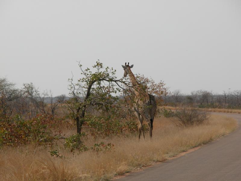 Kruger-2-15