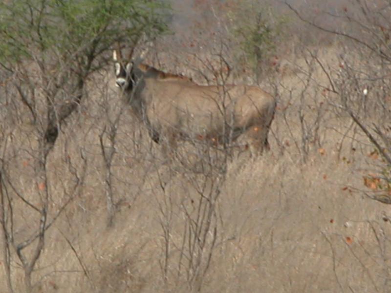 Kruger-2-17