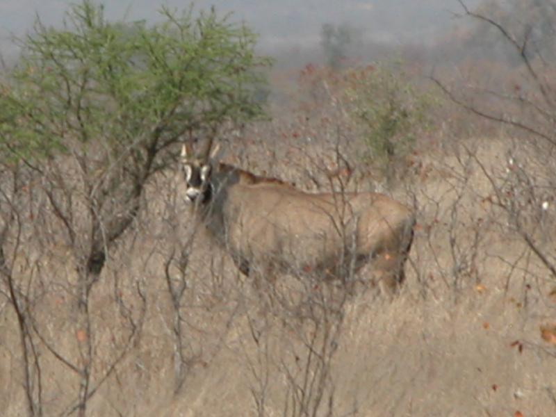 Kruger-2-18